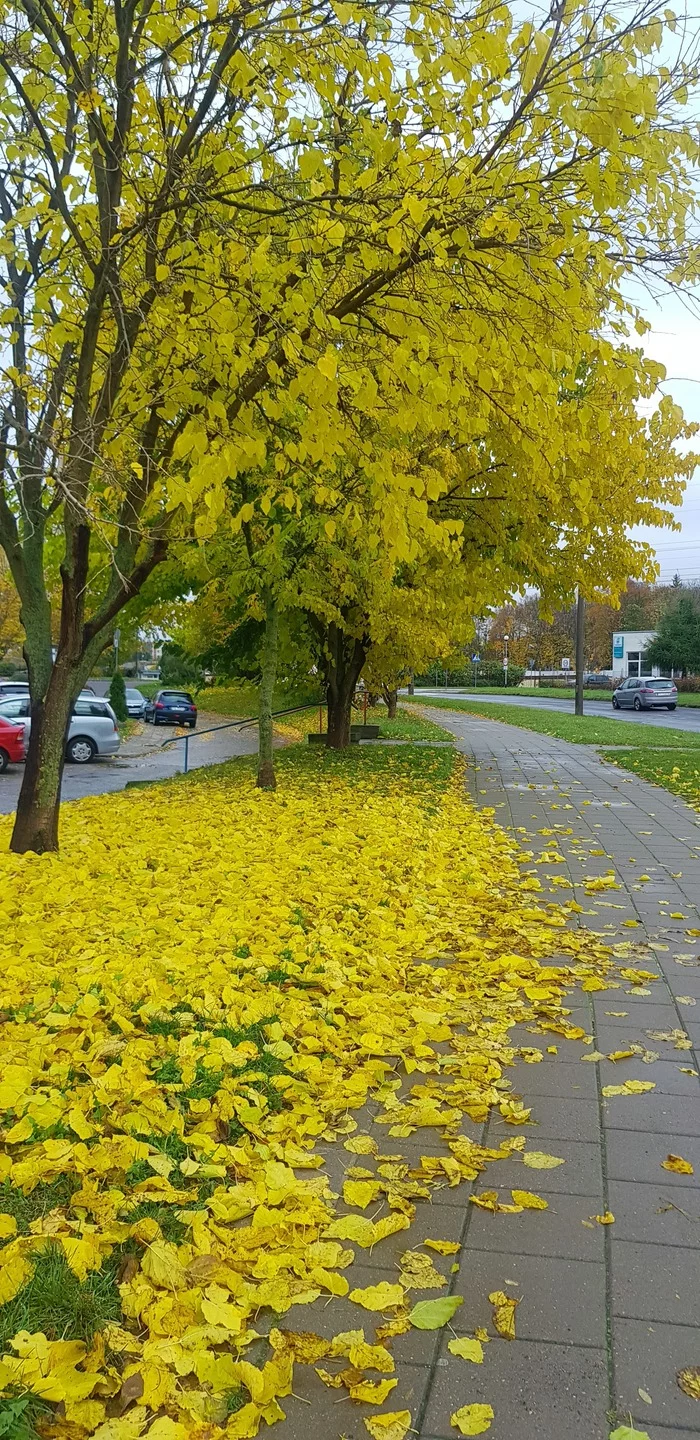 A riot of colors in autumn Poland! - My, Poland, Nature, Autumn, Travels, Longpost