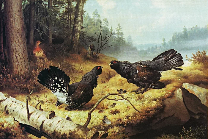 How wood grouse live: some interesting facts about forest “vocalists” - Wood grouse, Birds, Animals, Yandex Zen, Longpost