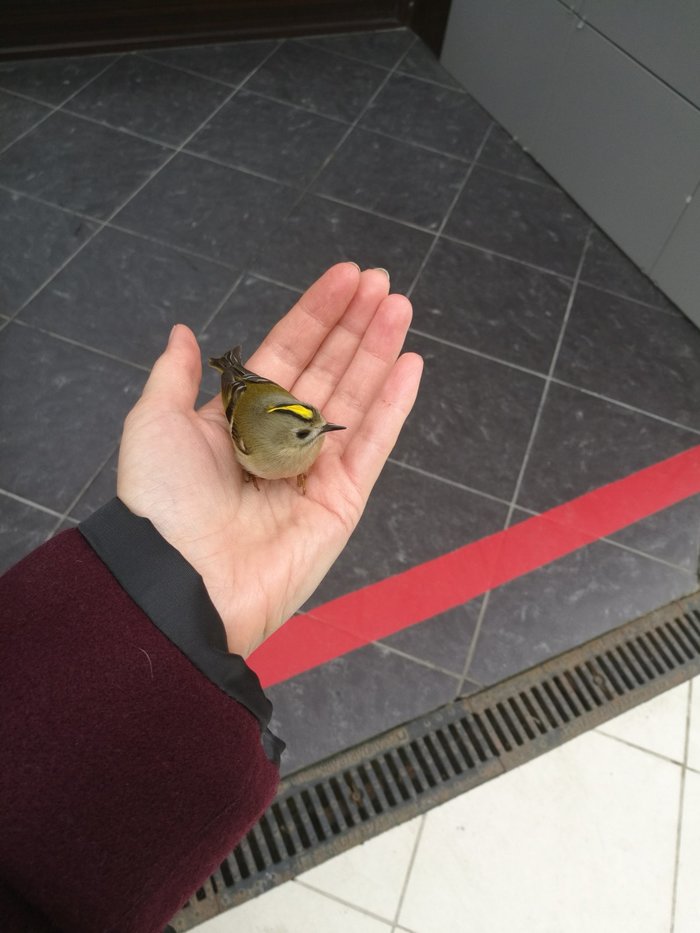 какая птица меньше колибри. Смотреть фото какая птица меньше колибри. Смотреть картинку какая птица меньше колибри. Картинка про какая птица меньше колибри. Фото какая птица меньше колибри какая птица меньше колибри. Смотреть фото какая птица меньше колибри. Смотреть картинку какая птица меньше колибри. Картинка про какая птица меньше колибри. Фото какая птица меньше колибри