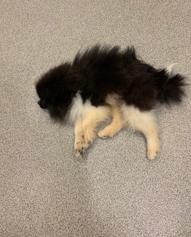 We have a new euthanasia refuser - a 6 month old Spitz puppy after being attacked by another dog. Took me for examination - My, Dog, Spitz, In good hands, Saint Petersburg, Leningrad region, No rating, Animal Rescue, Longpost