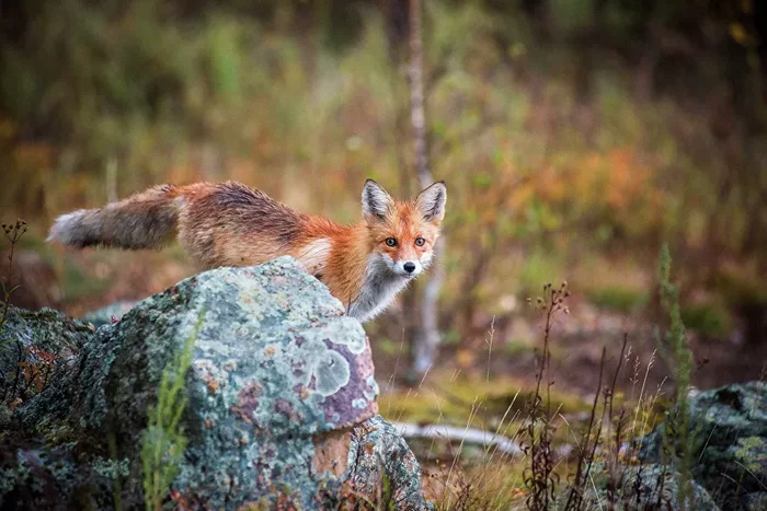 Curious little fox - Fox, Wild animals, wildlife, Nature, Altai region, Reserves and sanctuaries, The photo, Curiosity, Animals, Fox cubs