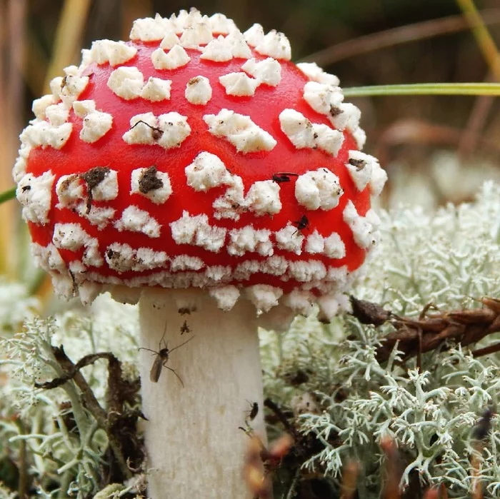 fly agaric - My, The photo, I want criticism, Flycatcher, Mushrooms, Mosquitoes, Insects