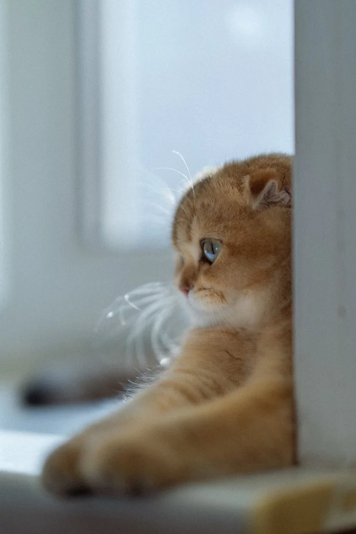 Lulu - My, Scottish lop-eared, Relax, Window, cat, Redheads, Fluffy