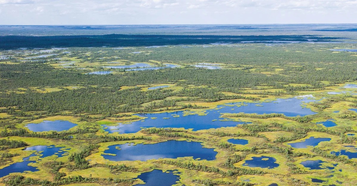 Крупнейшее болото европы. Васюганское болото. Васюганские болота, Западная Сибирь. Большое Васюганское болото. Васюганские болота экосистема.