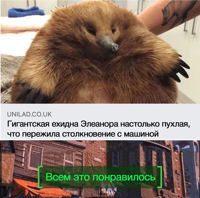 Milota - Echidna, Memes, Screenshot, Animals, Picture with text