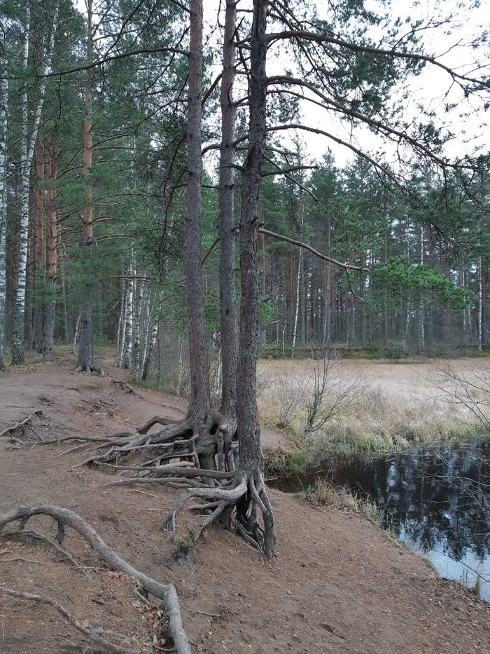 Карта сестрорецкого болота