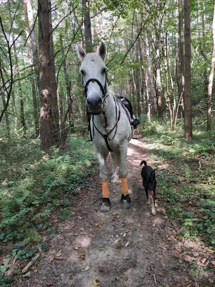 Friendship between dog and horse - My, Horses, Dog, friendship, Best friend, Video, Longpost