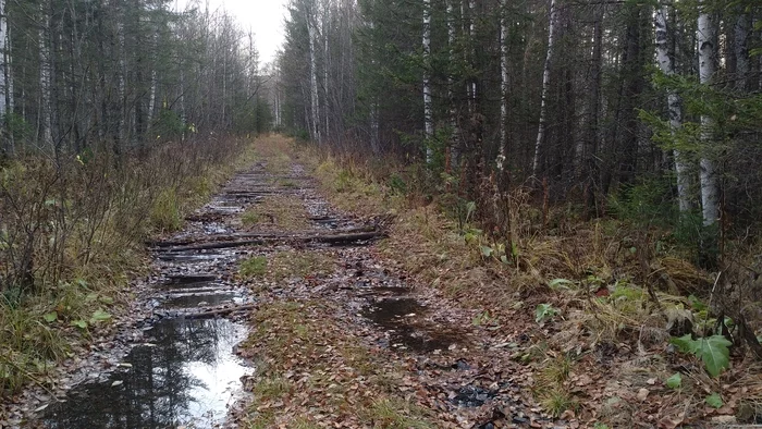 Road to autumn - My, The photo, Autumn