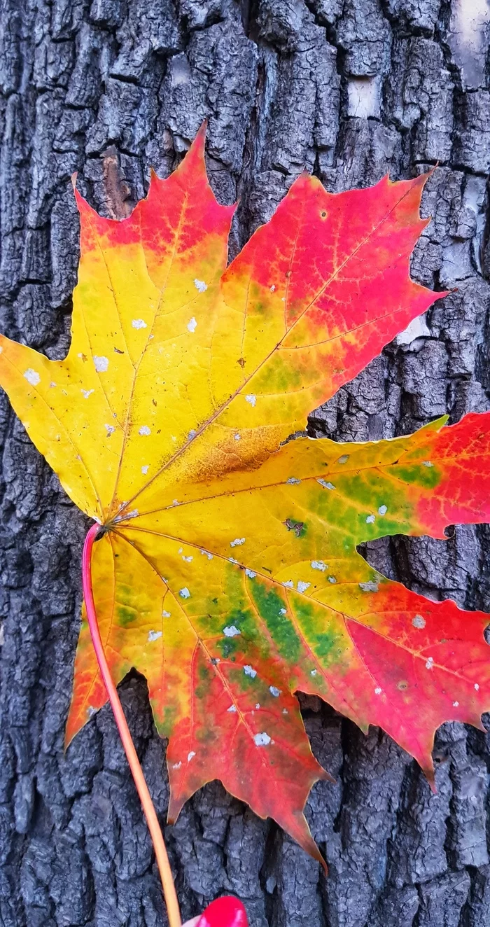 November color - My, Autumn leaves, Bark