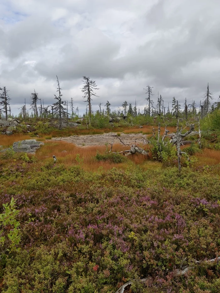 Mount Vottovaara - My, Nature, Карелия, Forest, Tree, Longpost