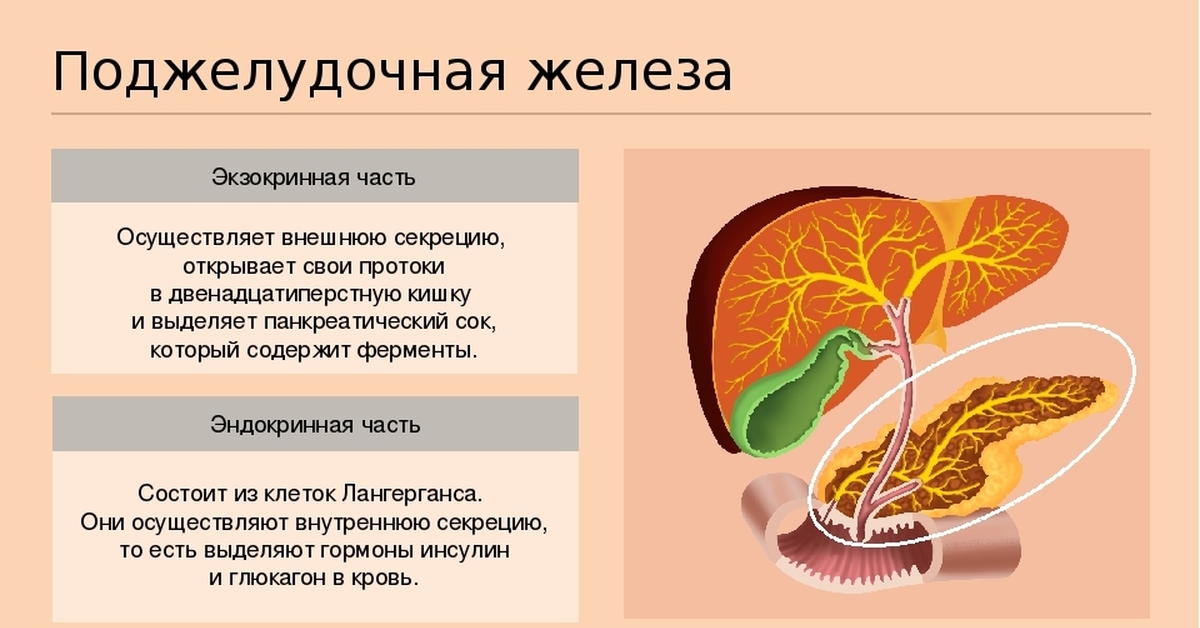 Какие функции выполняет желчь и поджелудочная. Экзокринная и эндокринная функция поджелудочной железы. Внутренняя секреторная функция поджелудочной железы.. Функции железы внутренней секреции поджелудочная железа. Поджелудочная железа железа внешней секреции.
