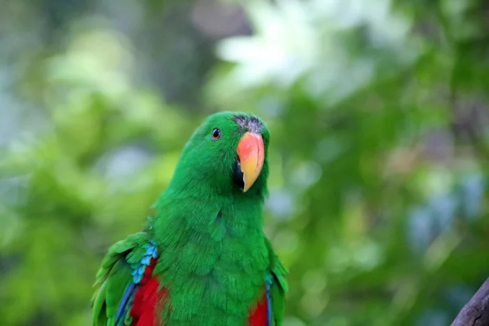 A pet parrot saved its owner during a fire - Birds, A parrot, Australia, Fire, Saving life, Bird in the house, The national geographic, Life safety