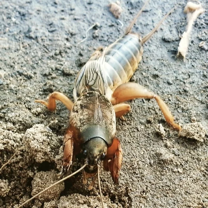 Fighting a mole cricket - My, Garden, Garden, Farmer, Farming, Gardener, Сельское хозяйство, Dacha, Bear