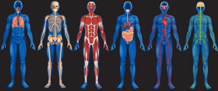 When you lose weight, where does it go? It turns out that most of it fizzles out - The science, Slimming, Research, Facts, Longpost