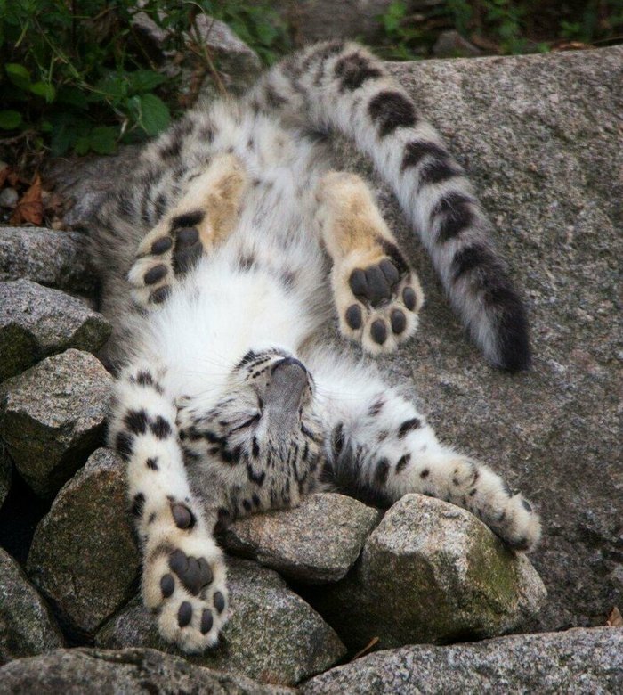 Так все-таки зачем снежный барс жует свой хвост? Снежный барс, Животные, Фотография, Видео, Длиннопост, Большие кошки, Хвост, Кот Так все-таки зачем снежный барс жует свой хвост? Снежный барс, Животные, Фотография, Видео, Длиннопост, Большие кошки, Хвост, Кот