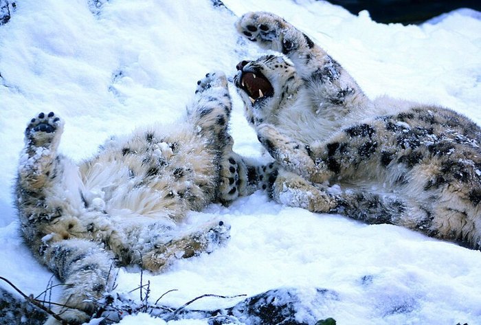 Так все-таки зачем снежный барс жует свой хвост? Снежный барс, Животные, Фотография, Видео, Длиннопост, Большие кошки, Хвост, Кот Так все-таки зачем снежный барс жует свой хвост? Снежный барс, Животные, Фотография, Видео, Длиннопост, Большие кошки, Хвост, Кот