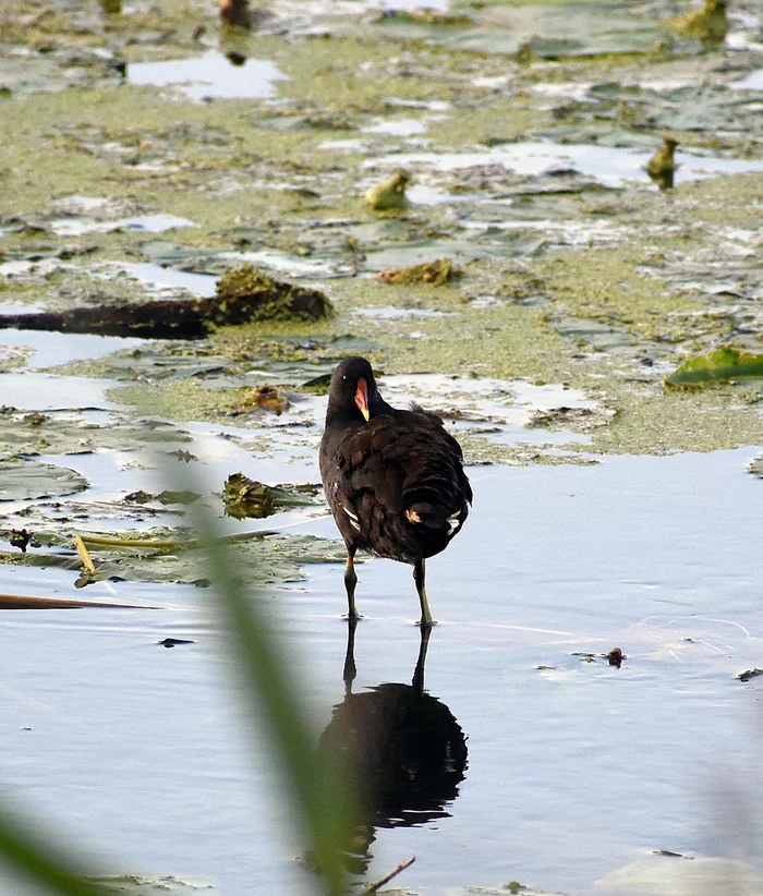 DIFFERENT BIRDS - 4 - My, Ornithology, Birds, Wings, Schelkovo, Moscow region, Hobby, Photo hunting, Longpost