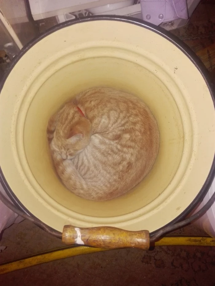 Bucketcat - My, Bucket, Dream, Longpost, cat, Redheads