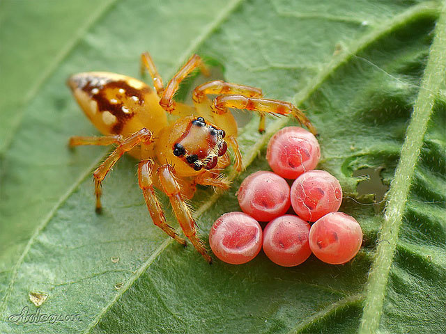 Macro photography - The photo, Macro photography, Longpost, Insects, Arthropods, Spider, Mantis, Snail, Ants, Butterfly