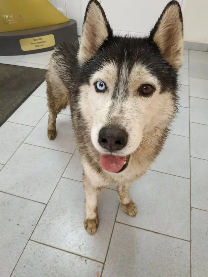 Husky found! Orenburg! [Owners found] - My, No rating, Lost, Orenburg, Husky, Dog, Found a dog, Heterochromia