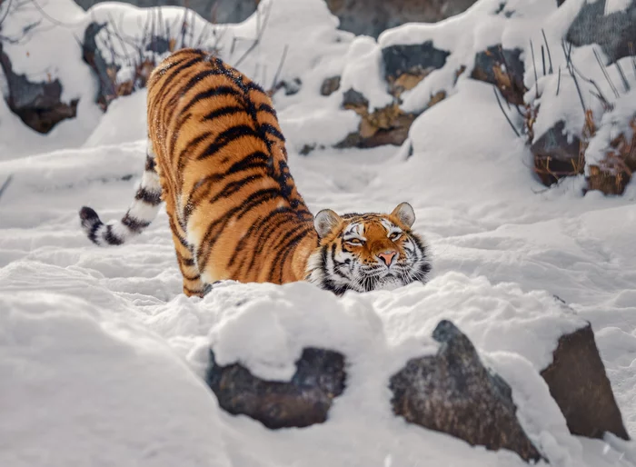 Довольная тигрица - Амурский тигр, Большие кошки, Тигр, The National Geographic, Фотография, Дикие животные, Хищник, Снег, Животные