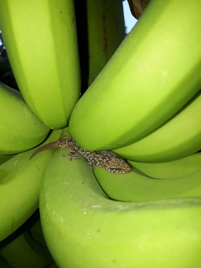 Today I went to pick an avocado and met a gecko in a banana branch. - My, Animals, Reptiles, Lizard, Jungle, Longpost