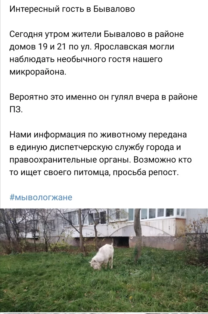 The happy story of Fedya the goat - Vologda, Goat, Lost, Longpost