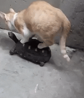 1605111174168996314.gif