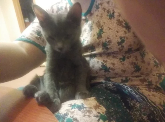 You won’t believe how I got a gray lump, everything is as usual, in all the stories)) I walked, I moved... or I walked, I saw... - My, Kittens, cat, Longpost, Foundling