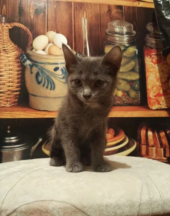 You won’t believe how I got a gray lump, everything is as usual, in all the stories)) I walked, I moved... or I walked, I saw... - My, Kittens, cat, Longpost, Foundling