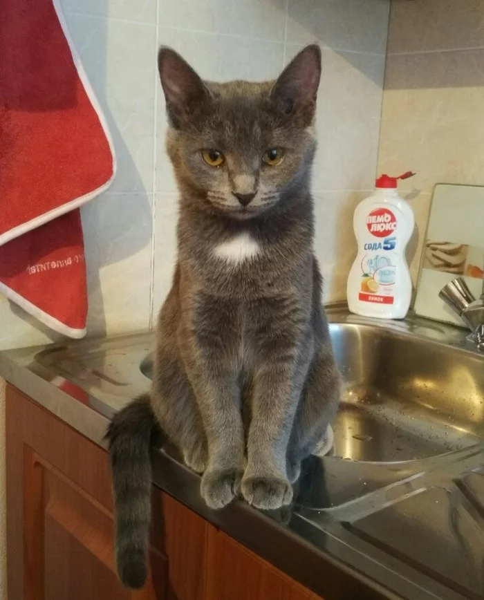 You won’t believe how I got a gray lump, everything is as usual, in all the stories)) I walked, I moved... or I walked, I saw... - My, Kittens, cat, Longpost, Foundling
