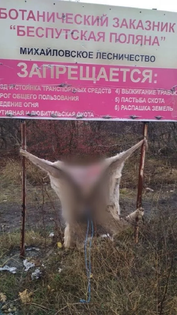 Meanwhile, poachers - Negative, Stavropol region, Impudence, Poachers, Wild animals, Longpost, Hunting