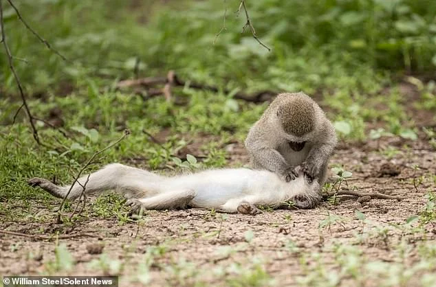 Awakening the Sleeping Princess) - Monkey, Vervetka, Monkey, Africa, Botswana, Reserves and sanctuaries, Attracting attention, The national geographic, Longpost