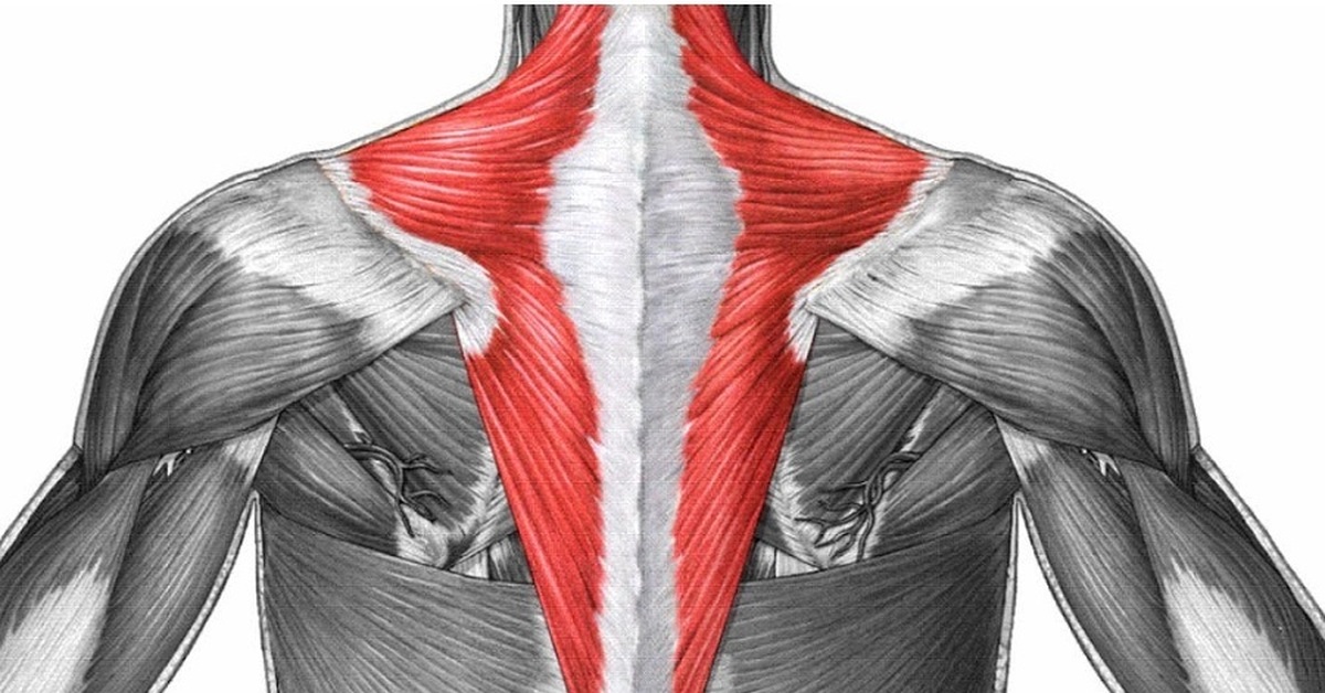 Верхняя трапециевидная. Трапециевидная мышца спины анатомия. Ромбовидная мышца спины и трапеция. Трапециевидная мышца анатомия упражнения. Трапециевидная мышца шеи анатомия.