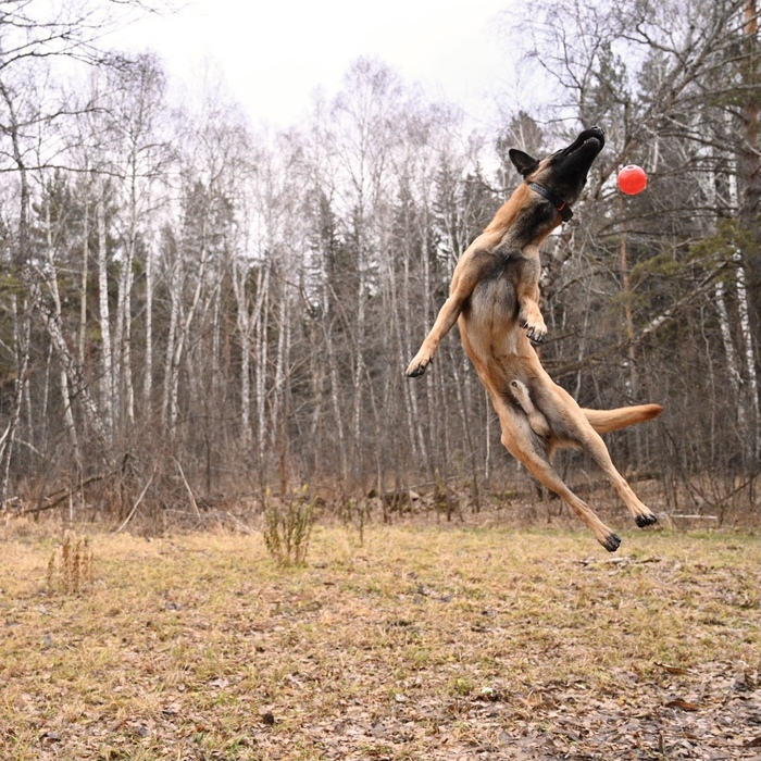 Акелла промахнулся