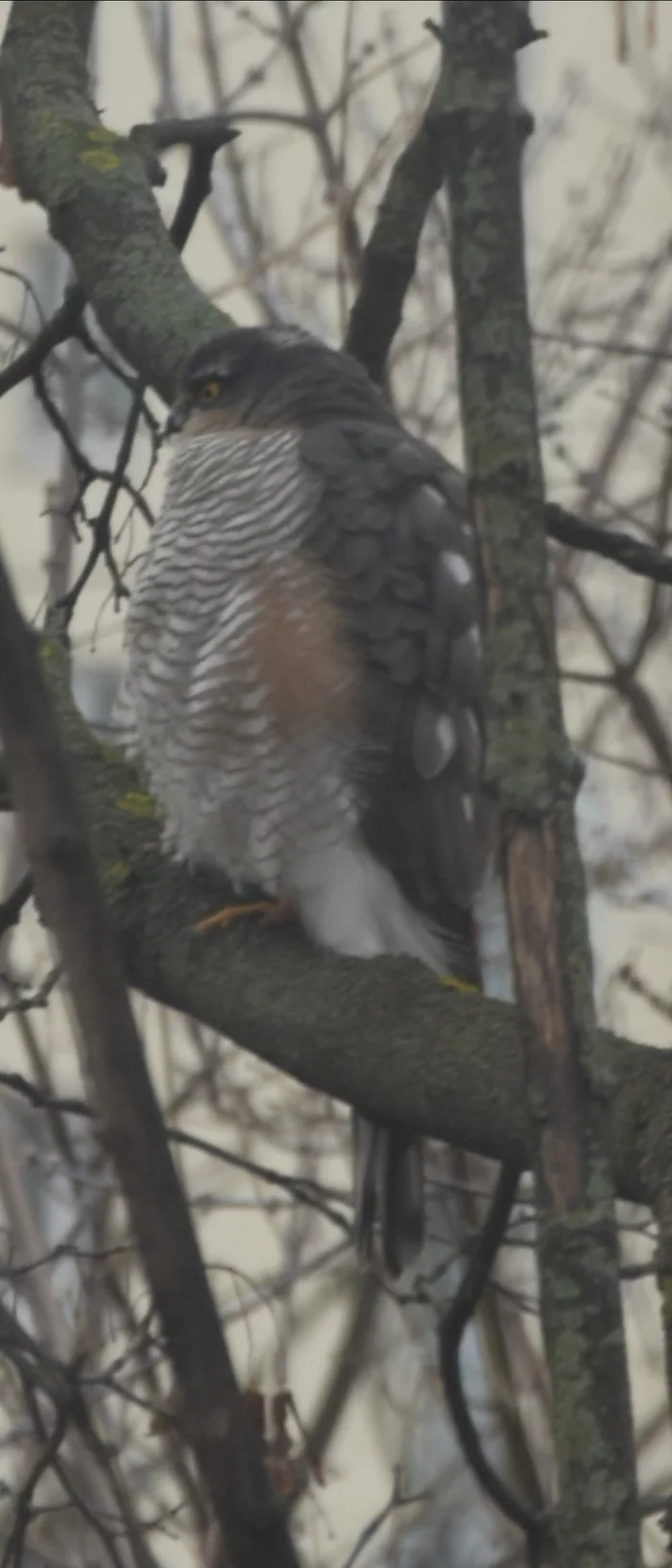 What kind of bird is this? - My, Birds, Question, Longpost