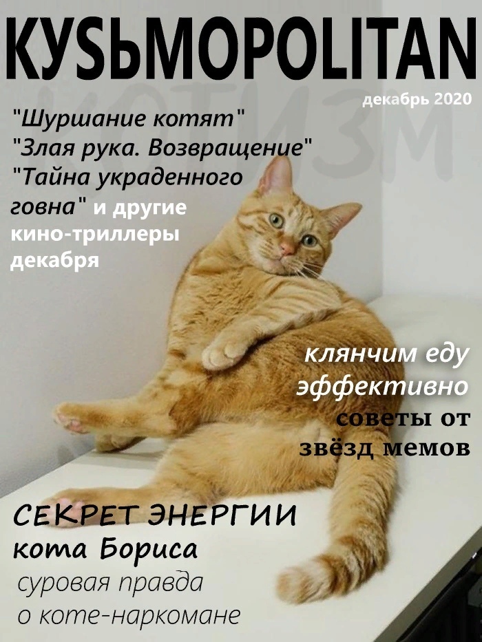 Magazine for your cat - My, cat, The photo, Humor, Magazine, Longpost