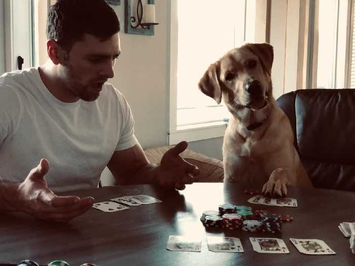 Dog rolled - Dog, Cards, Gamblers, Milota