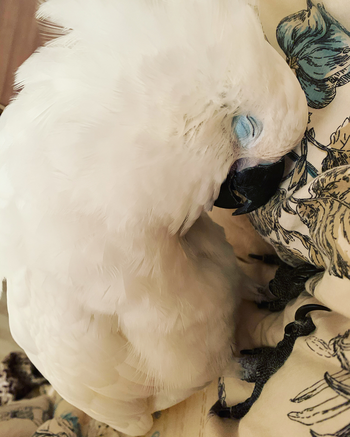 Как не прогадать при выборе большого попугая и не превратить желанное приобретение в величайшее сожаление