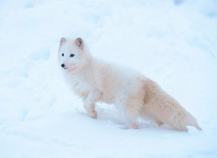 Arctic fox or arctic fox - Arctic fox, Longpost, The photo, Animals