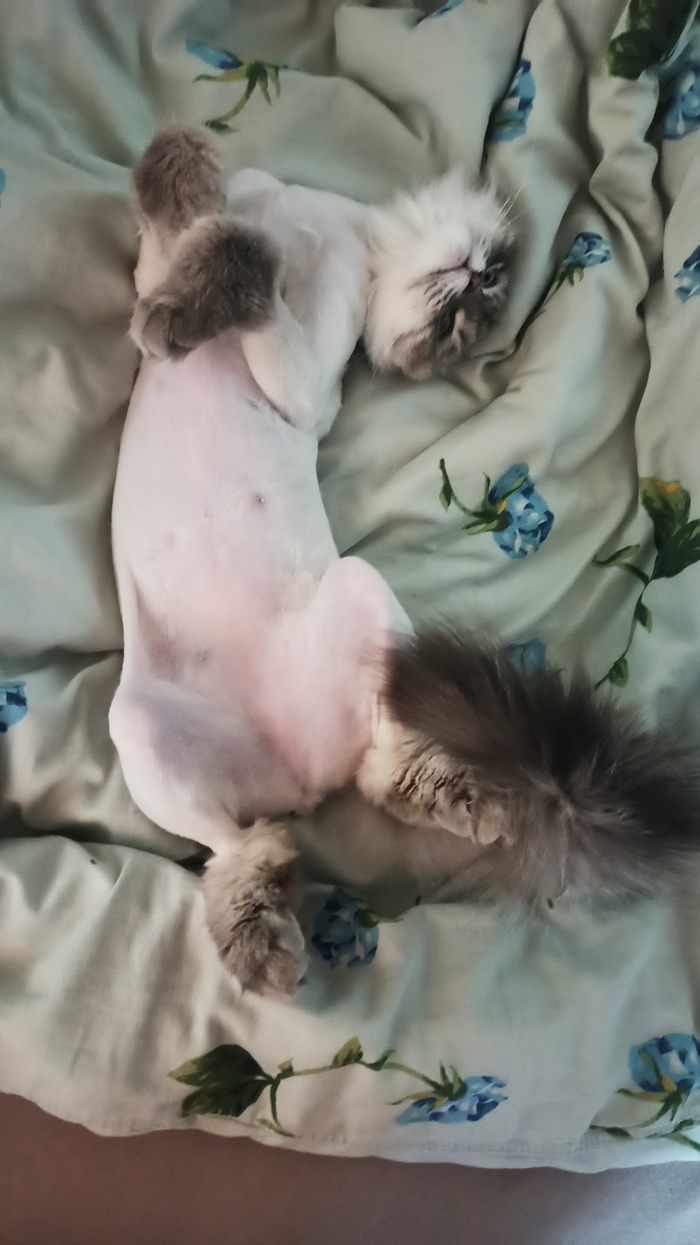 ����, ��������� ����