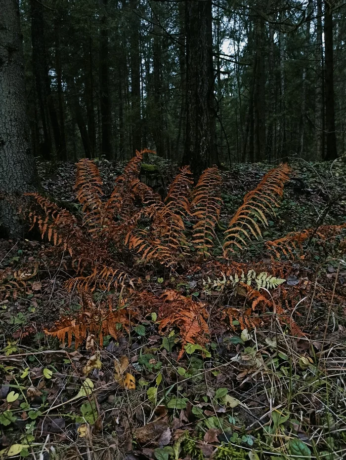 Немного ноябрьского леса - Моё, Фотография, Начинающий фотограф, Осень, Длиннопост, Природа, Лес, Макросъемка