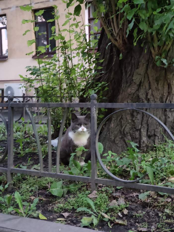 St. Petersburg Gray cat looking for a home - My, cat, Saint Petersburg, Help, Pets, Pet, Longpost, In good hands, No rating