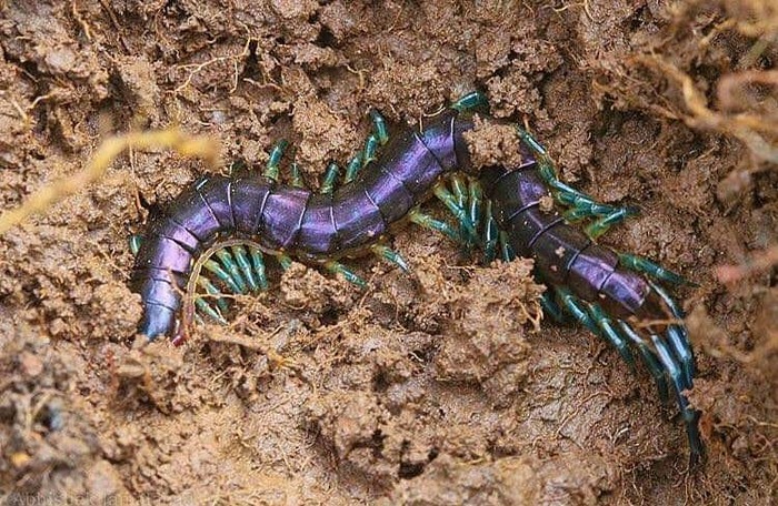 Перламутровая сколопендра