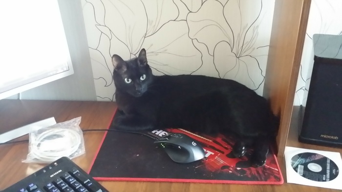 Компьютерный стол Компьютерный стол, Кот, Длиннопост