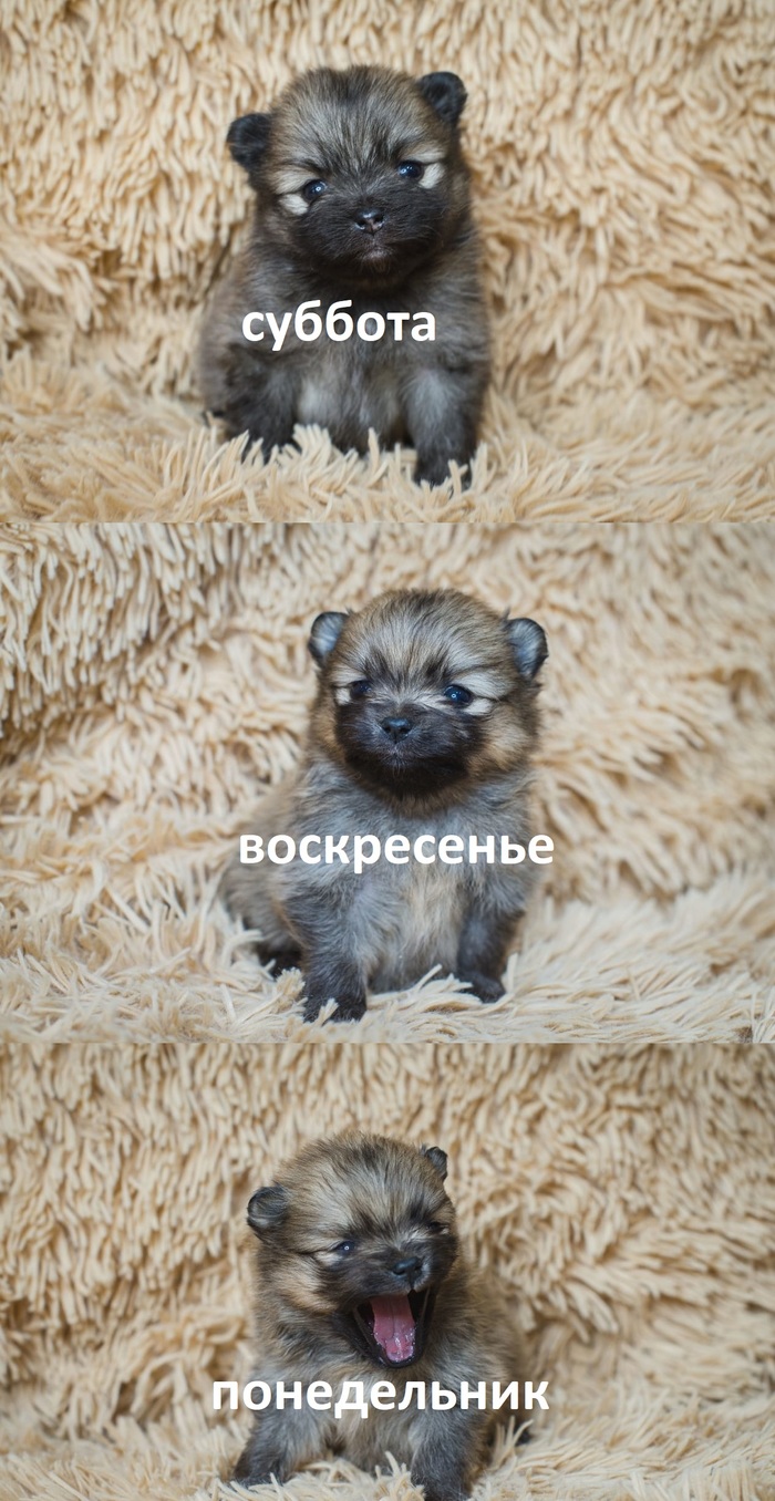 Ответ на пост «Хотите покажу, как лев рычит?»