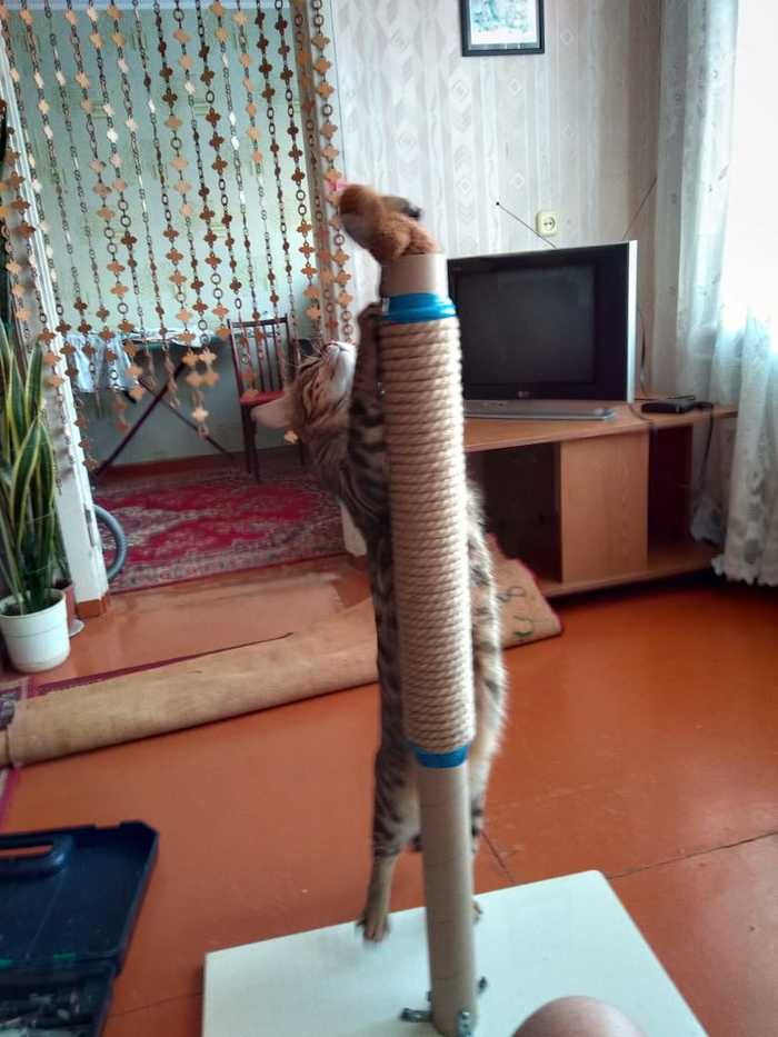 Cat making a scratching post - My, Scratching post, cat