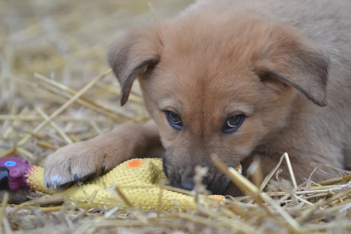 Foundling puppies - My, Dog, Puppies, Video, Longpost, In good hands, No rating, Moscow region