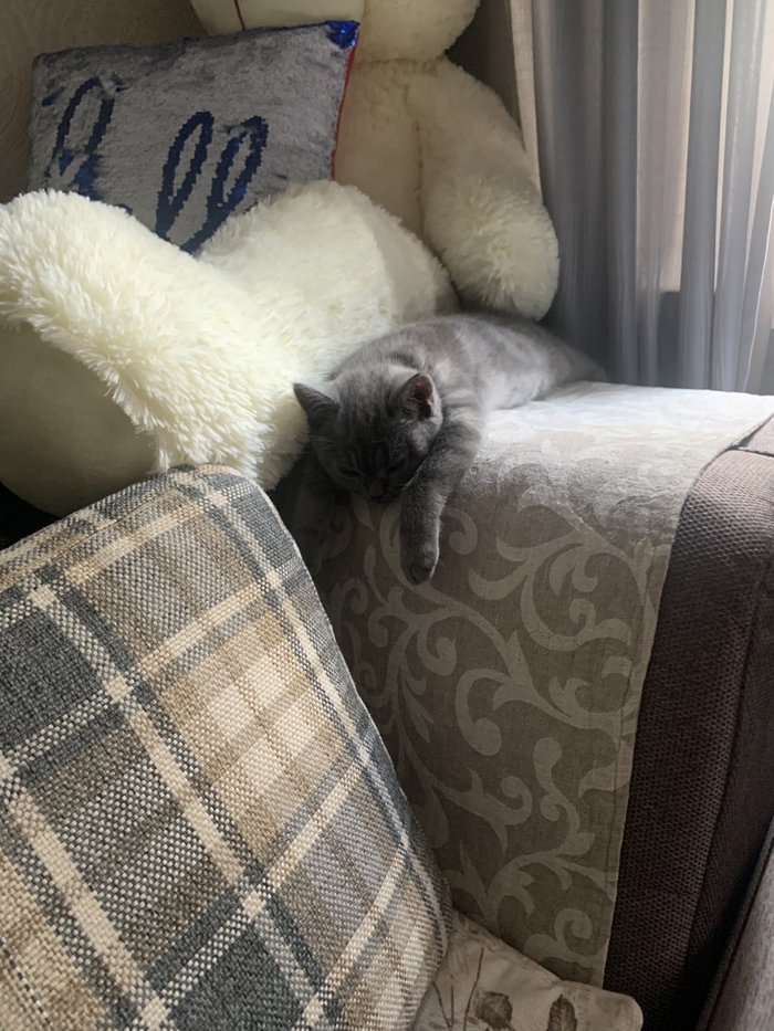 Котик загрустил