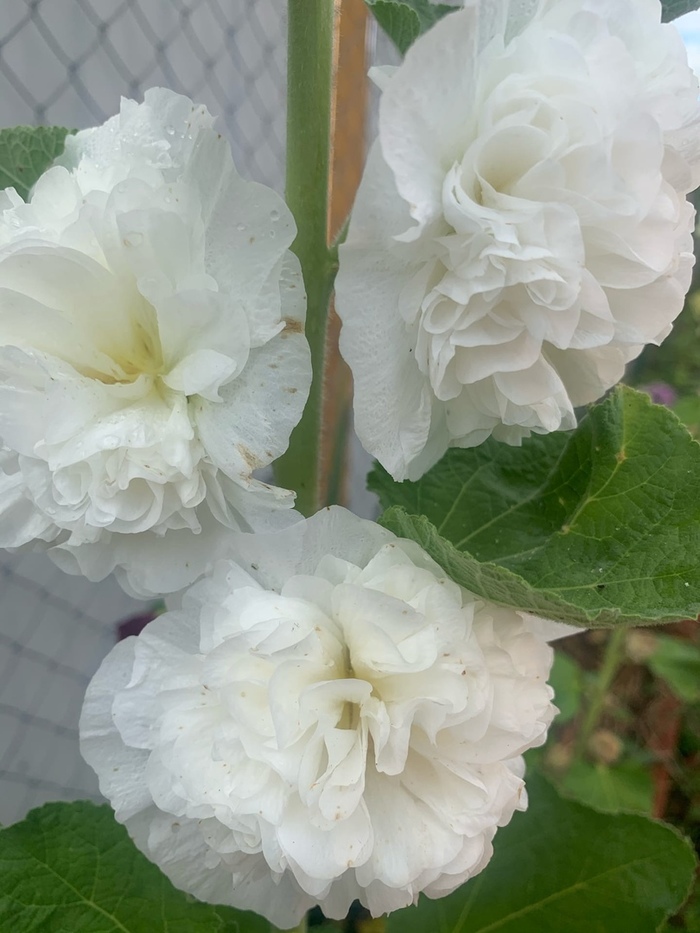 Махровая мальва из семян. Секреты выращивания